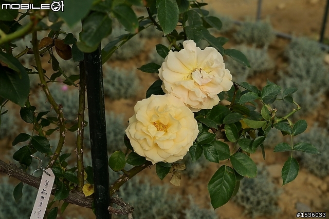 蘿莎玫瑰莊園