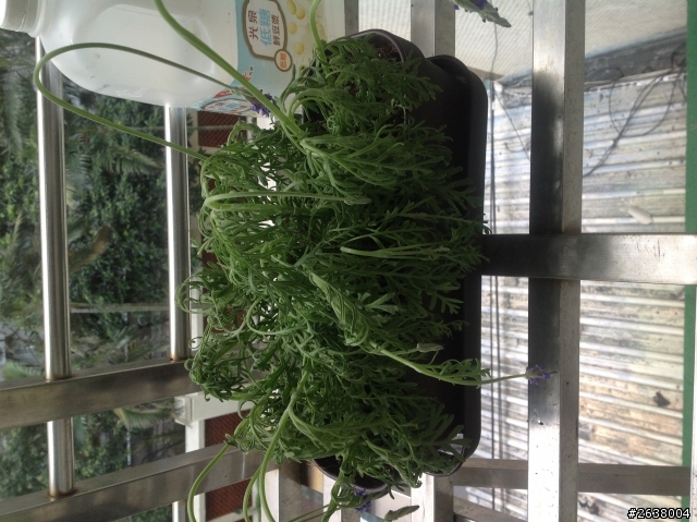 薰衣草