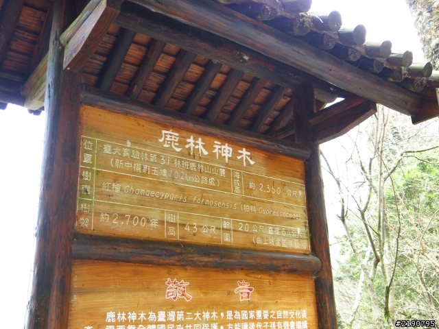 3/1、3/2 沒日出的阿里山國家森林遊樂區