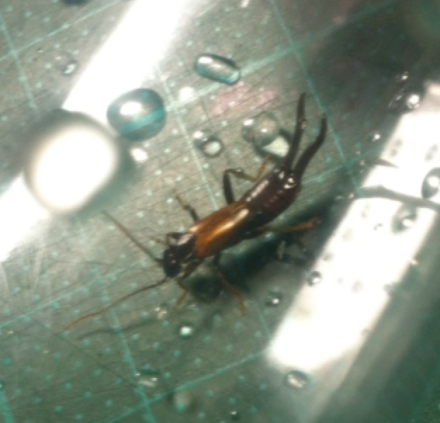 怪蟲？！？！？！？！請問大大 這是哪種蟲？