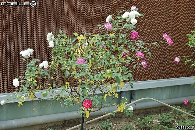 蘿莎玫瑰莊園