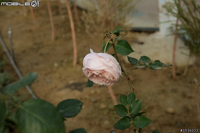 蘿莎玫瑰莊園