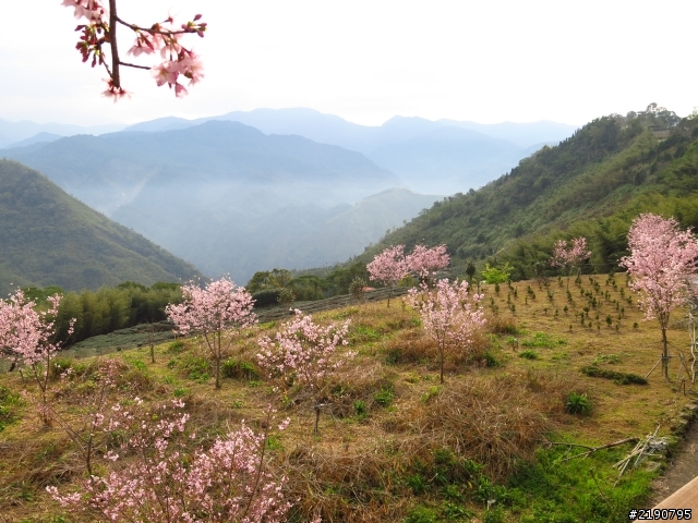 3/1、3/2 沒日出的阿里山國家森林遊樂區