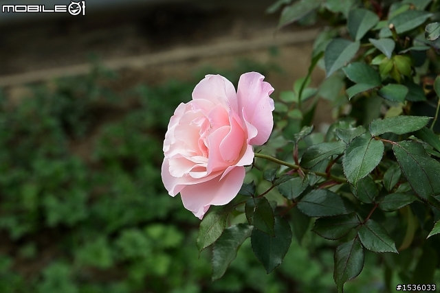 蘿莎玫瑰莊園