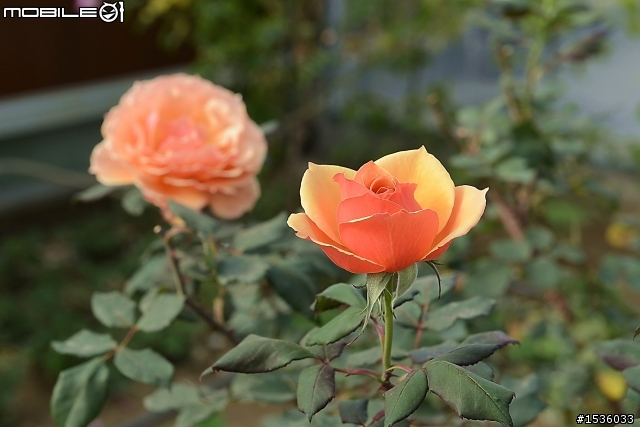 蘿莎玫瑰莊園