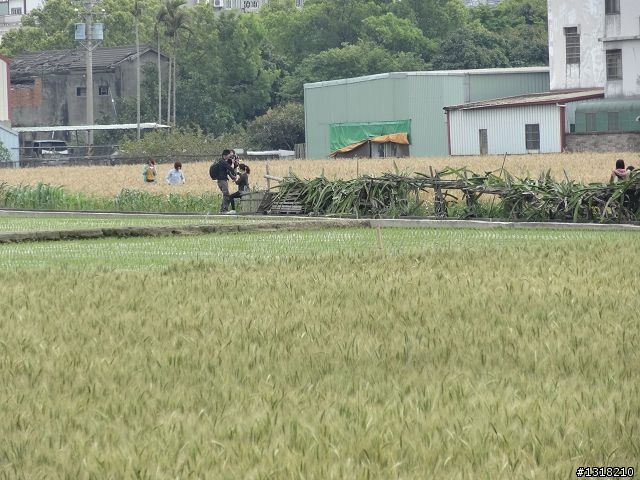 親子旅遊-大雅小麥的故鄉