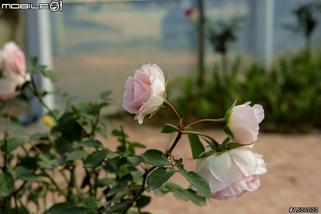 蘿莎玫瑰莊園