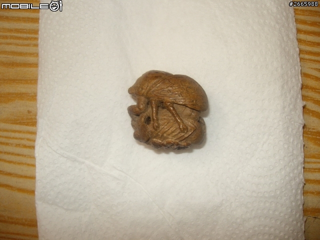 請教專家是什麼材質??????