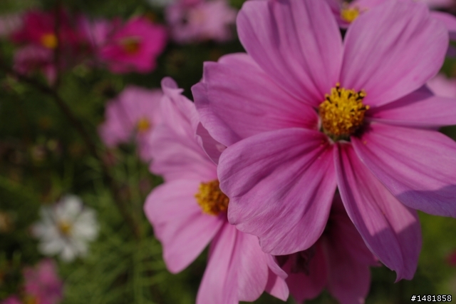 新人對於D100+TAMRON A06 + nikkor 20mm這款定焦鏡問題