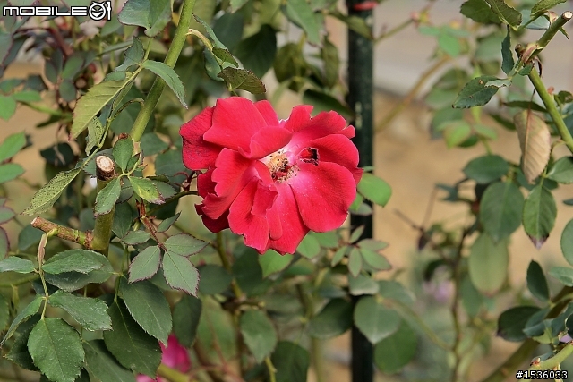 蘿莎玫瑰莊園