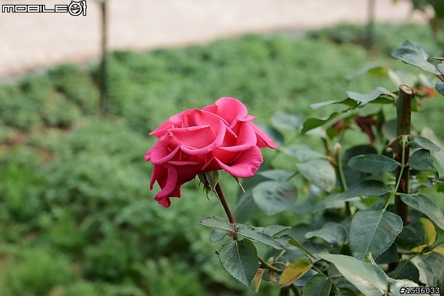 蘿莎玫瑰莊園