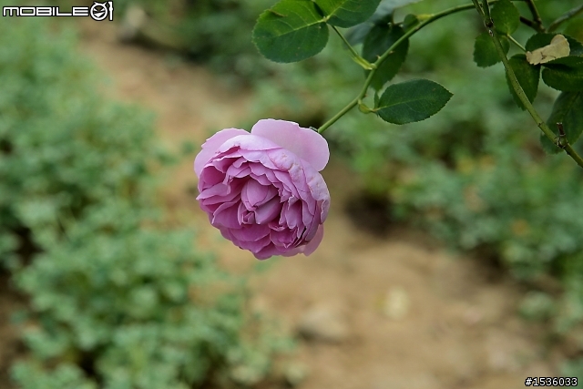蘿莎玫瑰莊園