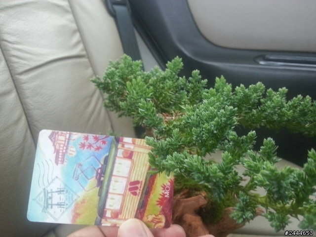 請教圖片中的植物與照顧方法