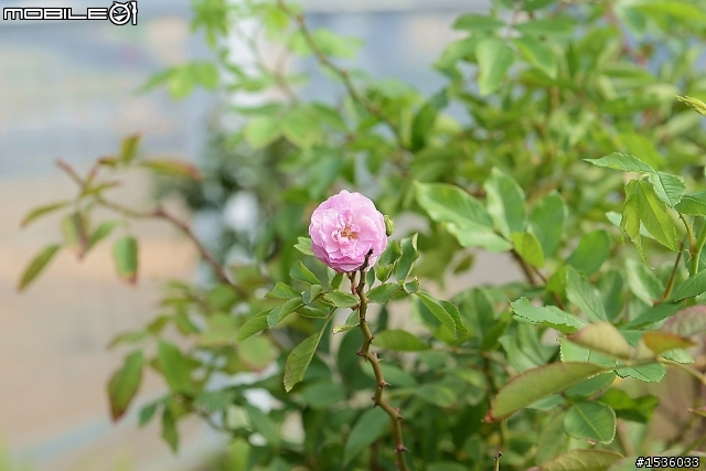 蘿莎玫瑰莊園