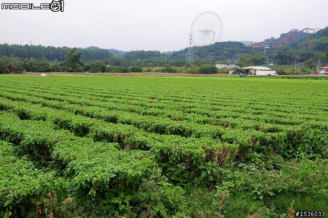 蘿莎玫瑰莊園