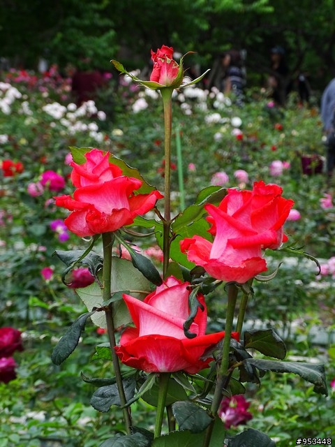 Cyber-shot DSC-HX400V