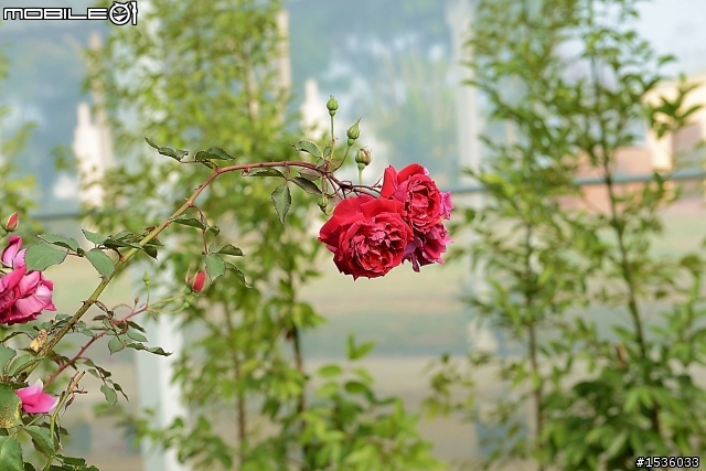 蘿莎玫瑰莊園