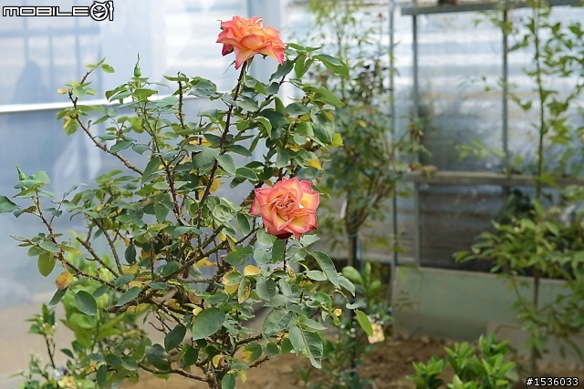 蘿莎玫瑰莊園
