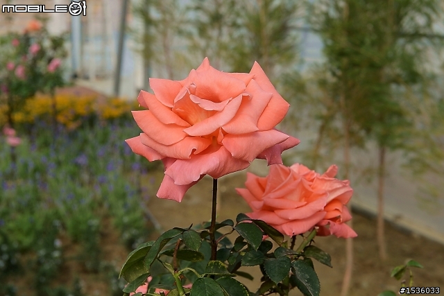 蘿莎玫瑰莊園