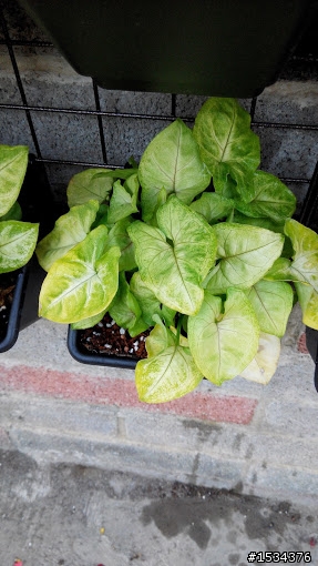 這兩株植物是日照過多嗎?