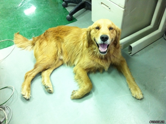協助認養黃金獵犬，請幫毛毛找一個家~~(認養/領養)