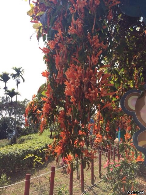 請問這是什麼品種的花草