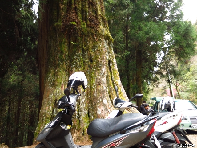 3/1、3/2 沒日出的阿里山國家森林遊樂區