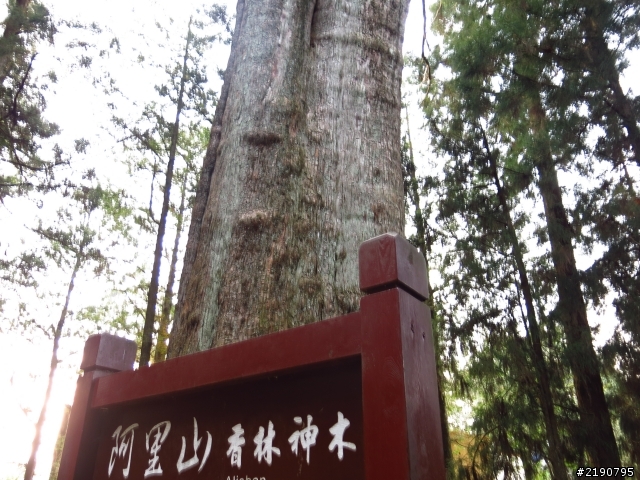 3/1、3/2 沒日出的阿里山國家森林遊樂區