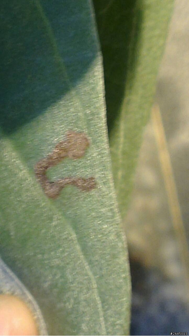 白水木好像生病了!