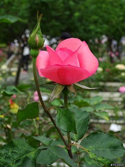 Cyber-shot DSC-HX400V
