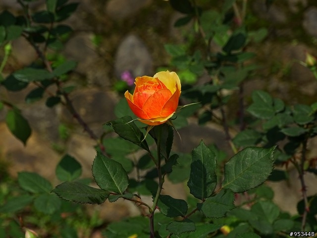 Cyber-shot DSC-HX400V