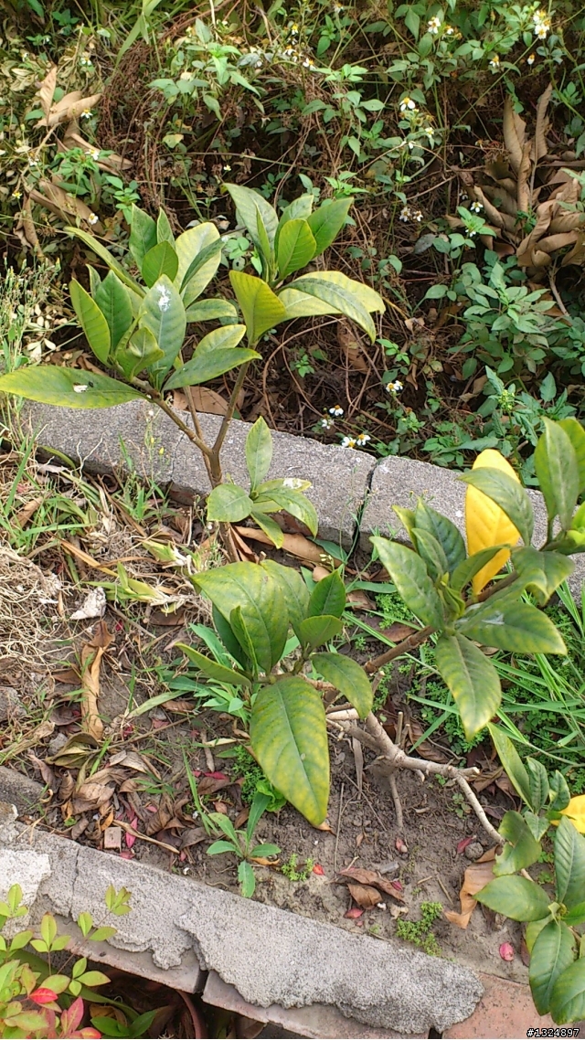 我的黃枝...