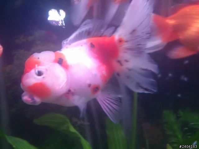 求救   我的金魚怎麼了？？？