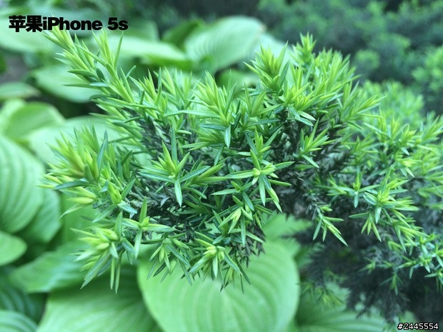 ZenFone 5 / iPhone5s 拍照樣張對比