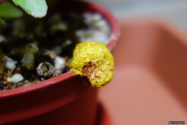 請問這是蟲卵嗎?