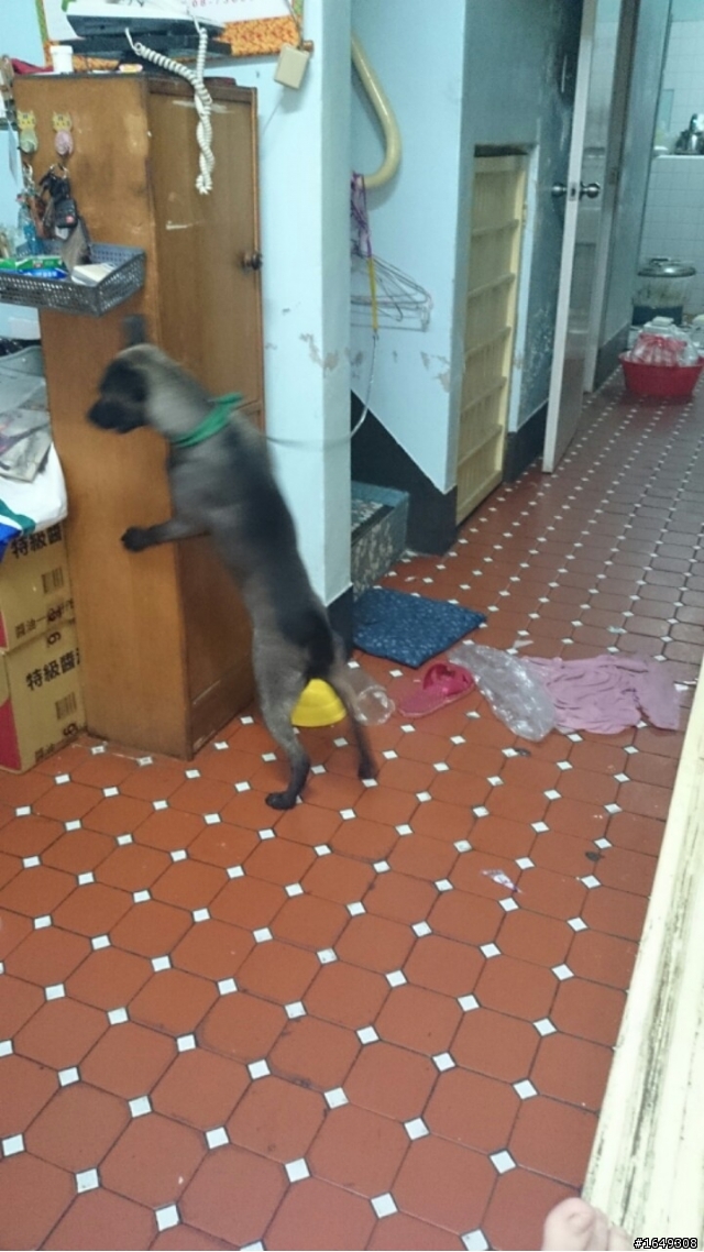 關於小狗愛亂咬之問題
