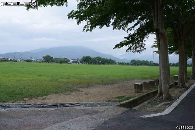 台東鹿野龍田村：龍田桐花大道