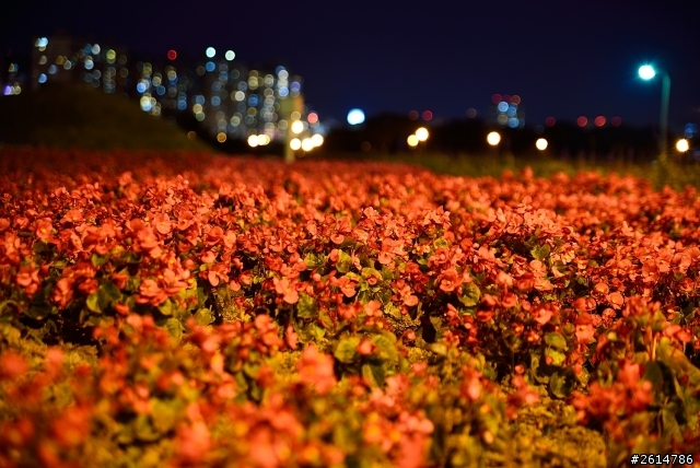 Tamron A007 可以拍出泡泡樣散景嗎？
