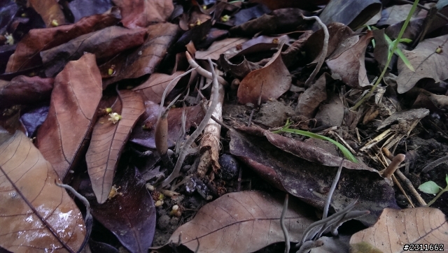 請教不知名生物???