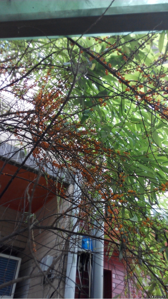 請問這是什麼植物