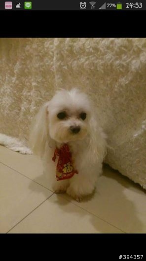 協尋內湖康寧國小旁馬爾濟斯~懸賞1萬元