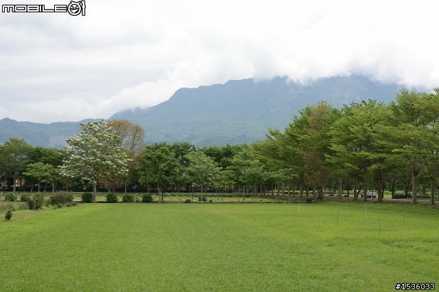台東鹿野龍田村：龍田桐花大道