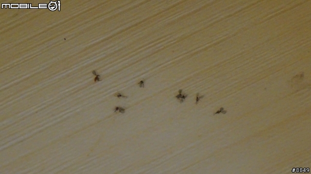 有人家裡出現這種小蟲嗎？