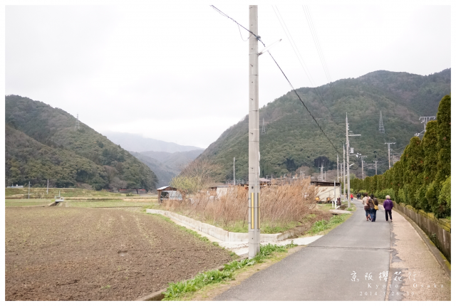 NEX-5R 京阪櫻花自由行 照片分享~