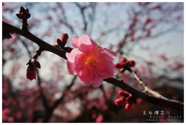 NEX-5R 京阪櫻花自由行 照片分享~