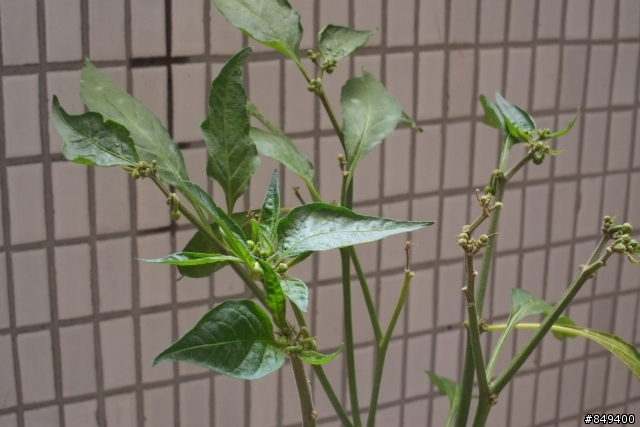 請問各位大大 我的辣椒樹是怎麼了?