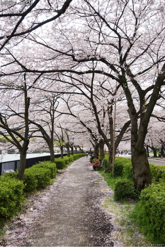 2014/04/03~06 京奈阪自由行 DAY3-4 (圖多, 甚入)