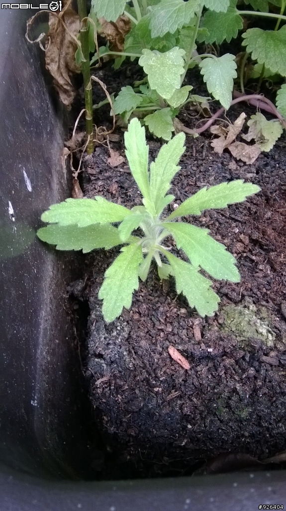 [詢問]我的中型盆栽裡面到底長了什麼呢?