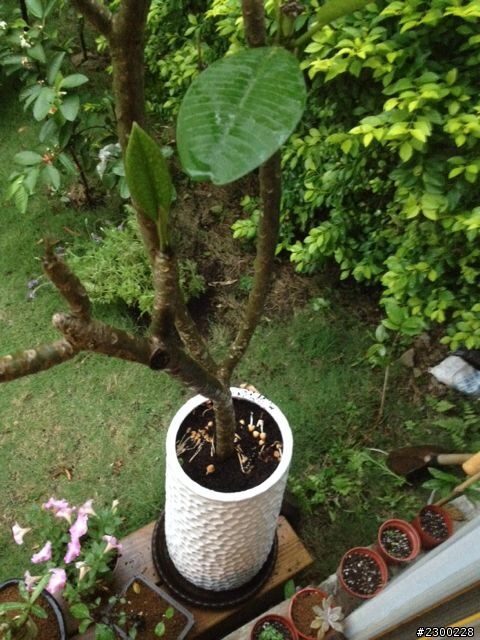 雞蛋花盆植長香菇