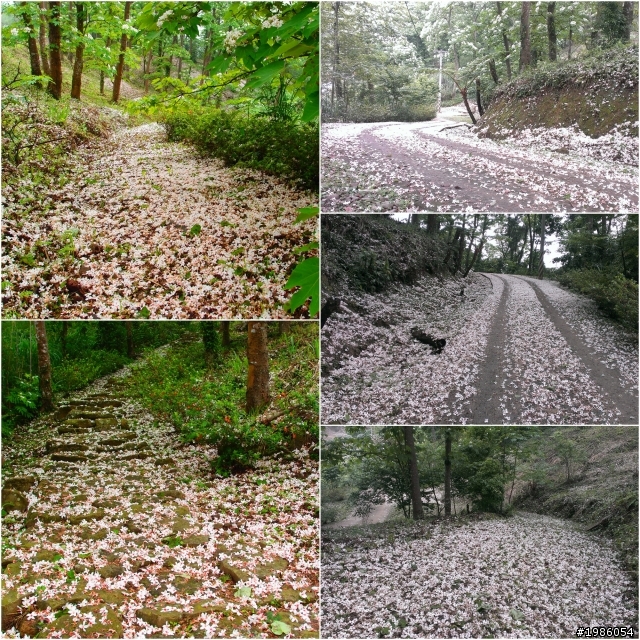 神棹仙境  滿出來的油桐花